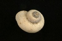 藏品(臺灣大山蝸牛)的圖片